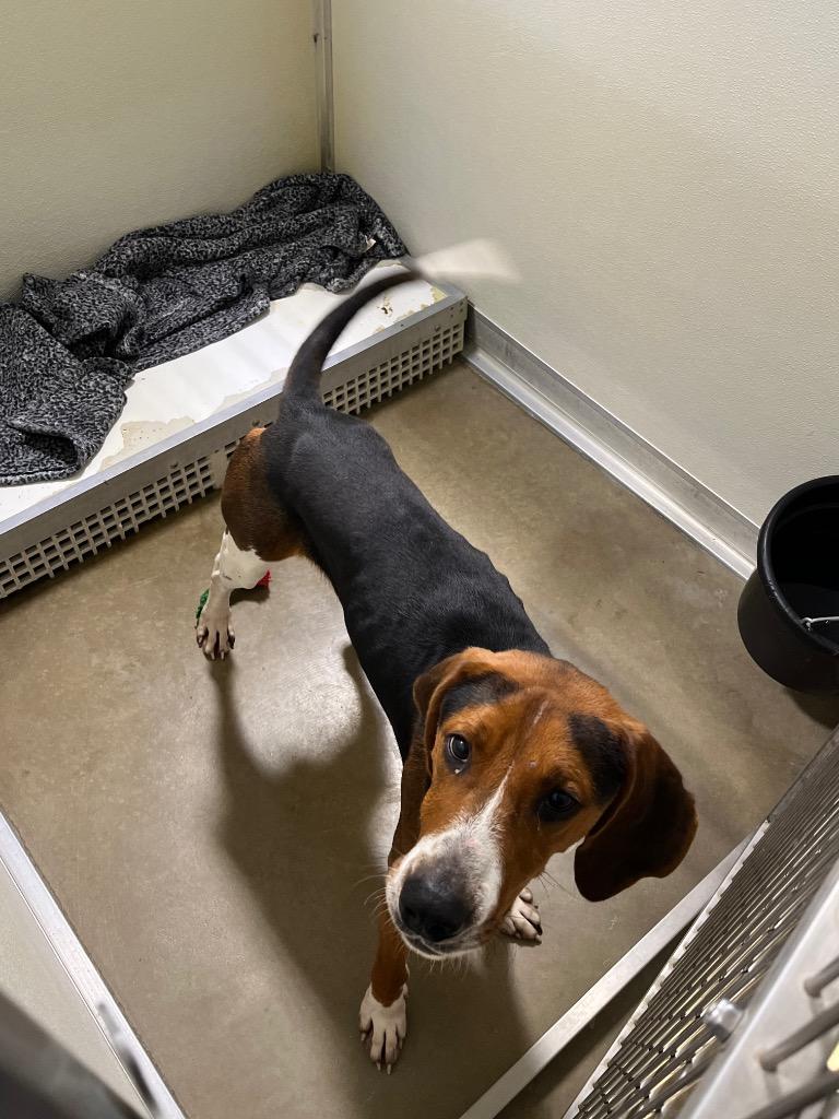 Dexter, Adoptable, Young Male Hound.