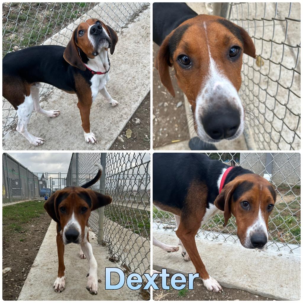 Dexter, a Adoptable Hound in Pierceton, IN image 2/6