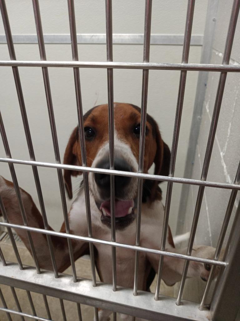 Dexter, a Adoptable Hound in Pierceton, IN image 3/6