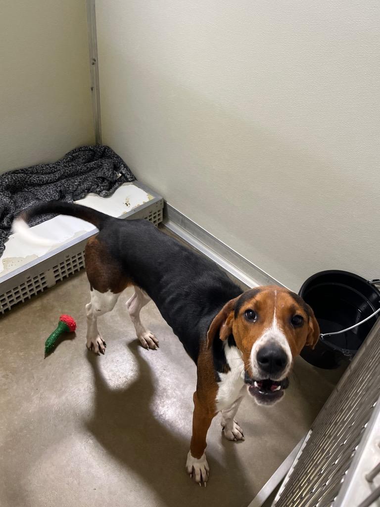 Dexter, a Adoptable Hound in Pierceton, IN image 4/6