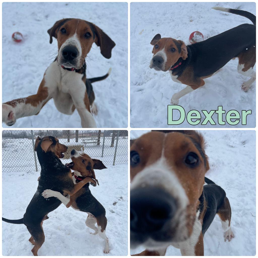 Dexter, a Adoptable Hound in Pierceton, IN image 5/6