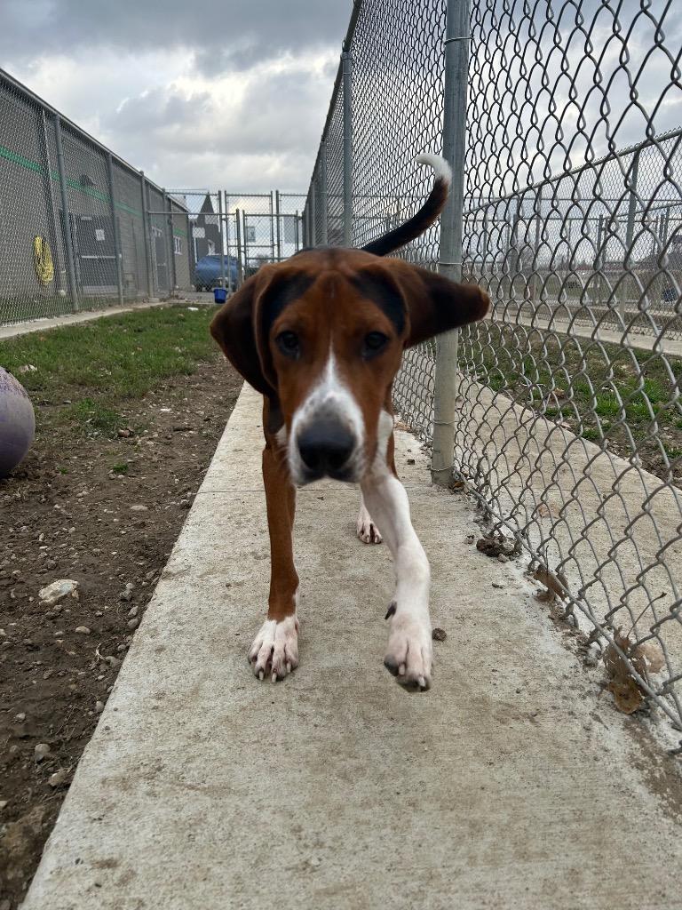 Dexter, a Adoptable Hound in Pierceton, IN image 6/6