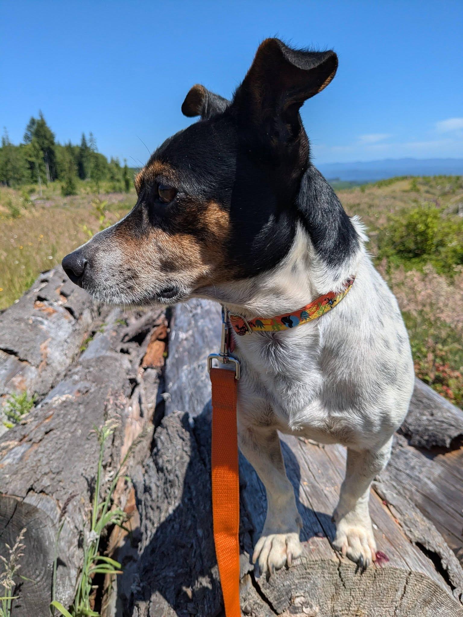 Duck, a ADOPTABLE mixed breed in Yakima, WA image 4/6