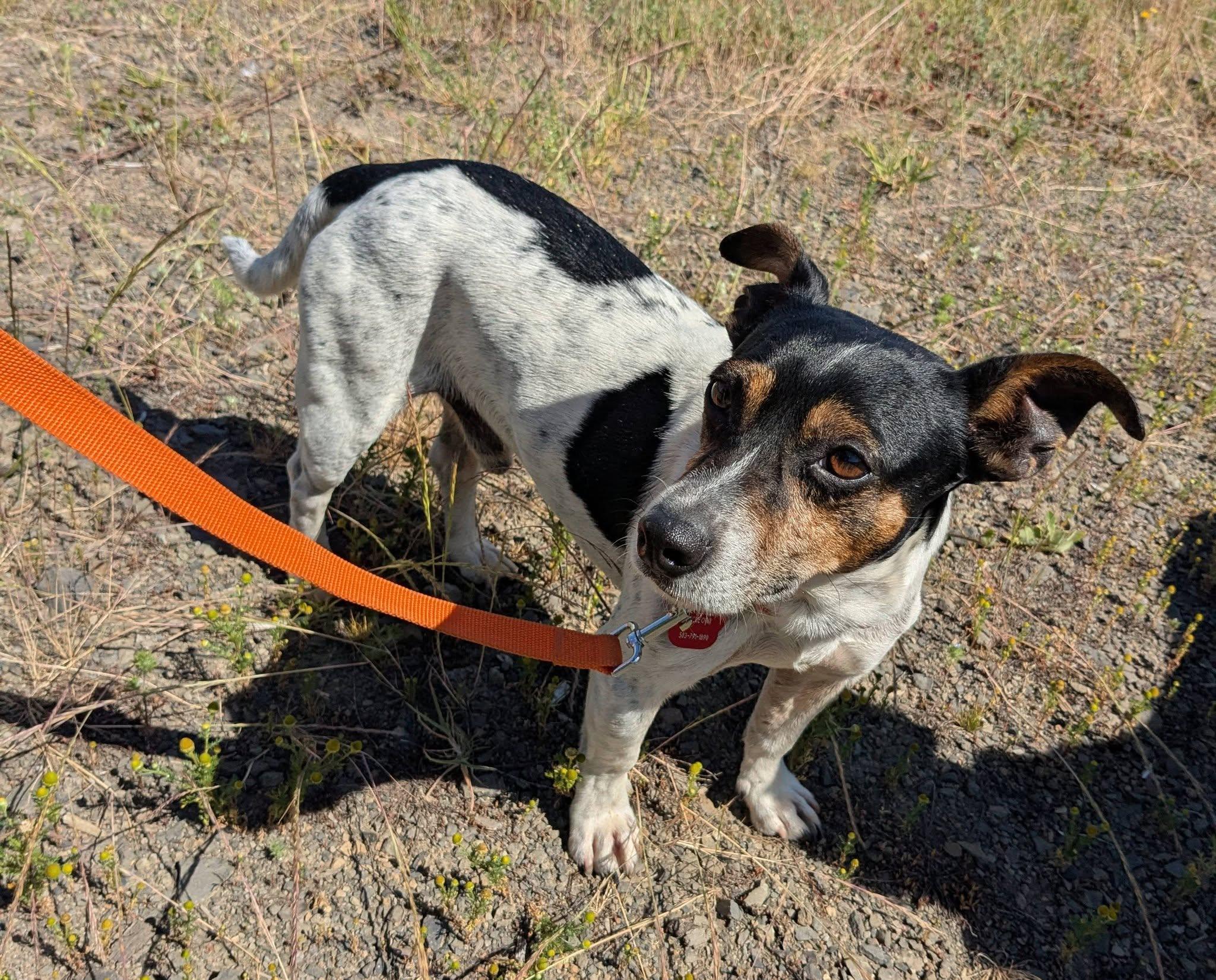 Duck, a ADOPTABLE mixed breed in Yakima, WA image 3/6