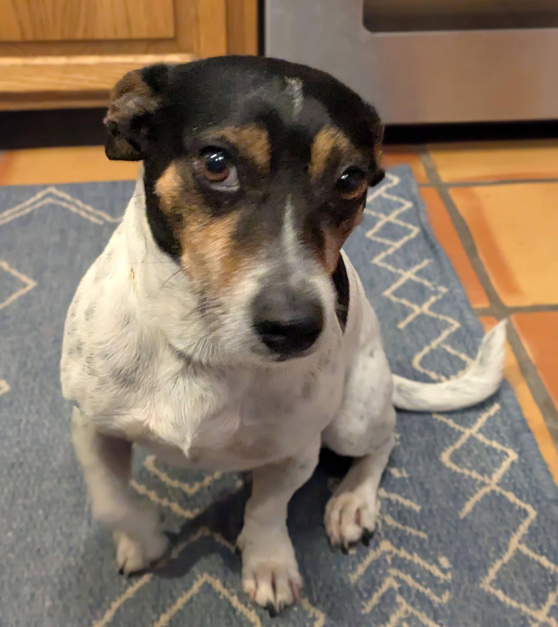 Duck, a ADOPTABLE mixed breed in Yakima, WA image 1/6