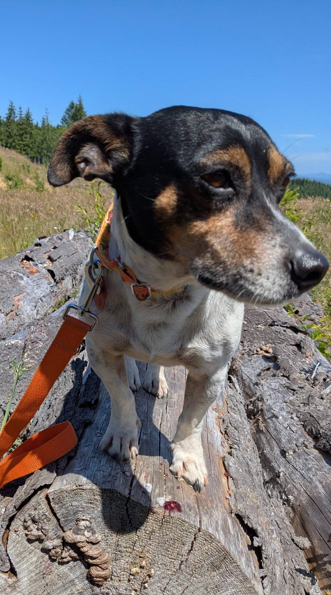 Duck, a ADOPTABLE mixed breed in Yakima, WA image 6/6