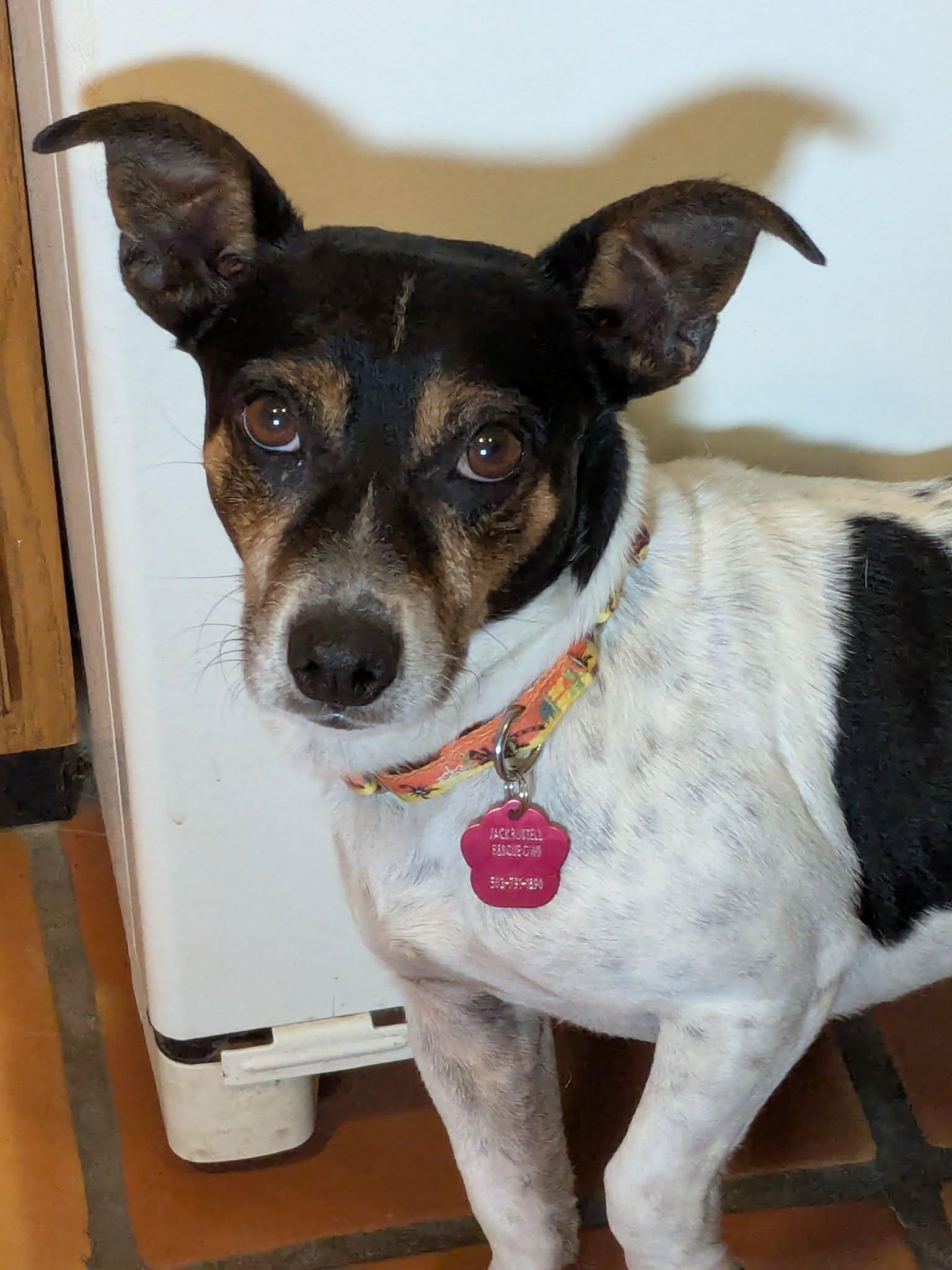 Duck, a ADOPTABLE mixed breed in Yakima, WA image 2/6