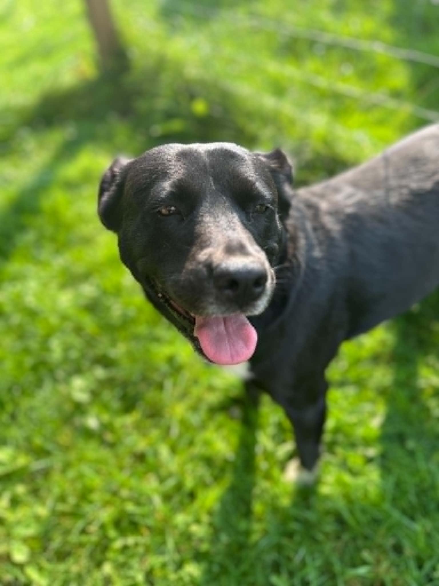 Lilly Parker June Bug ( 1.5 yo, 50lbs), Adoptable, Adult Female Hound & Labrador Retriever.