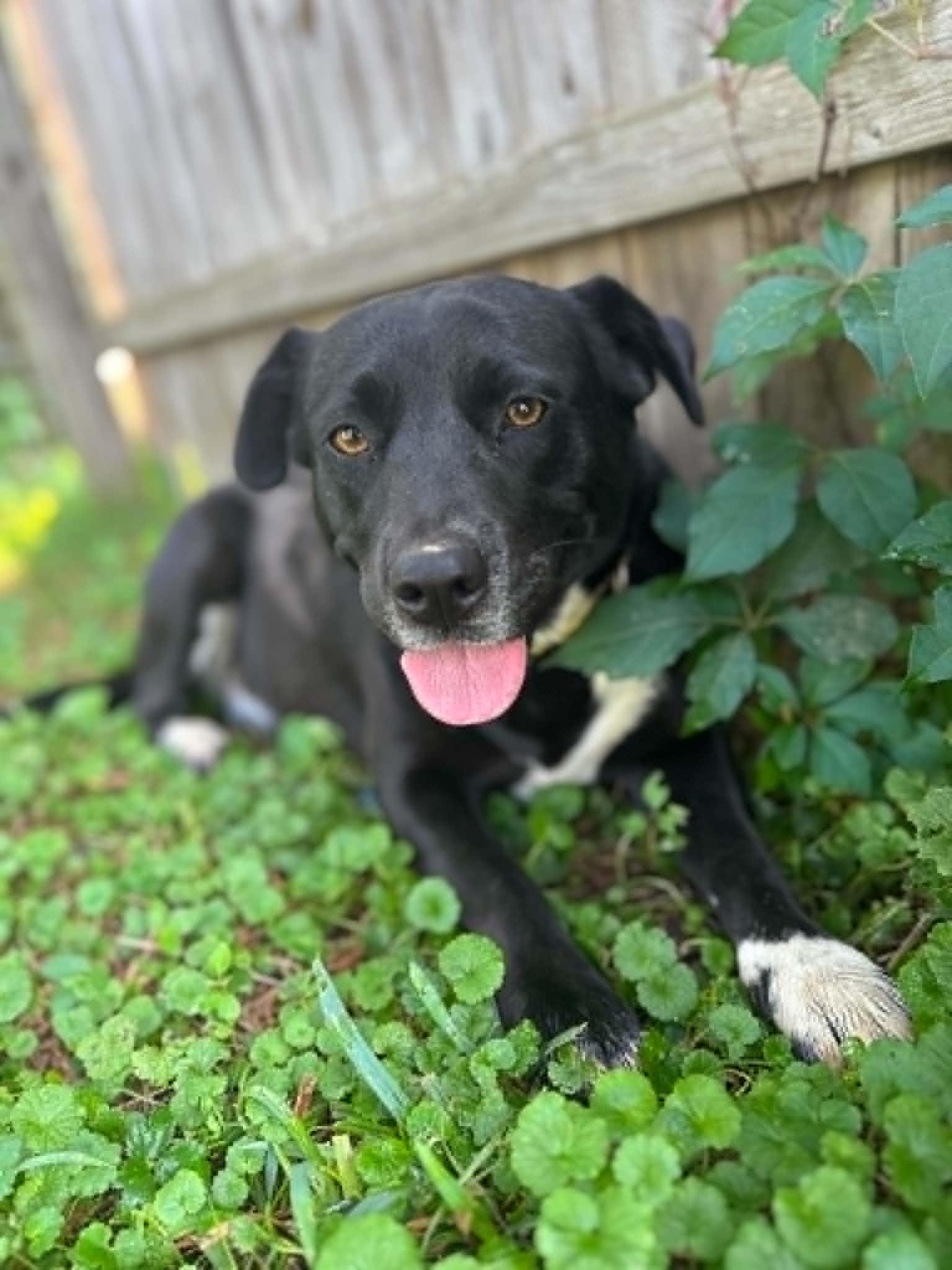 Enlarge Lilly Parker June Bug ( 1.5 yo, 50lbs), a Adoptable mixed breed in Hinton, WV image 2/3