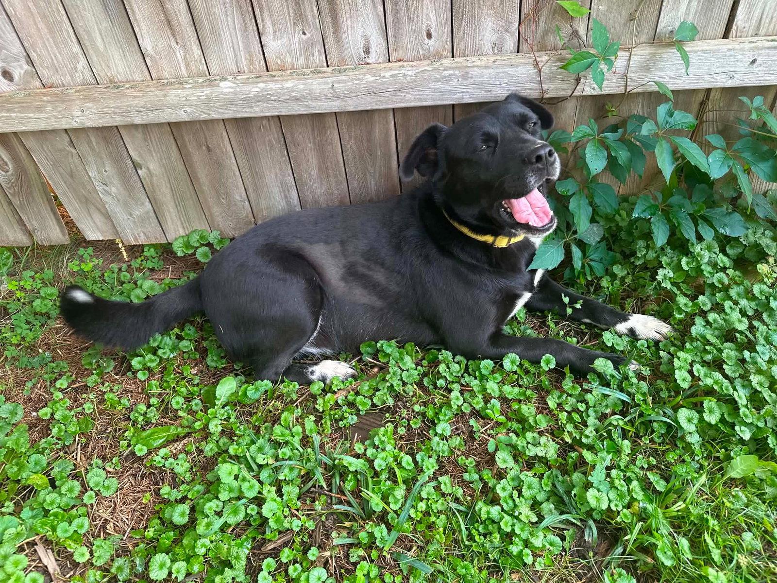 Enlarge Lilly Parker June Bug ( 1.5 yo, 50lbs), a Adoptable mixed breed in Hinton, WV image 3/3