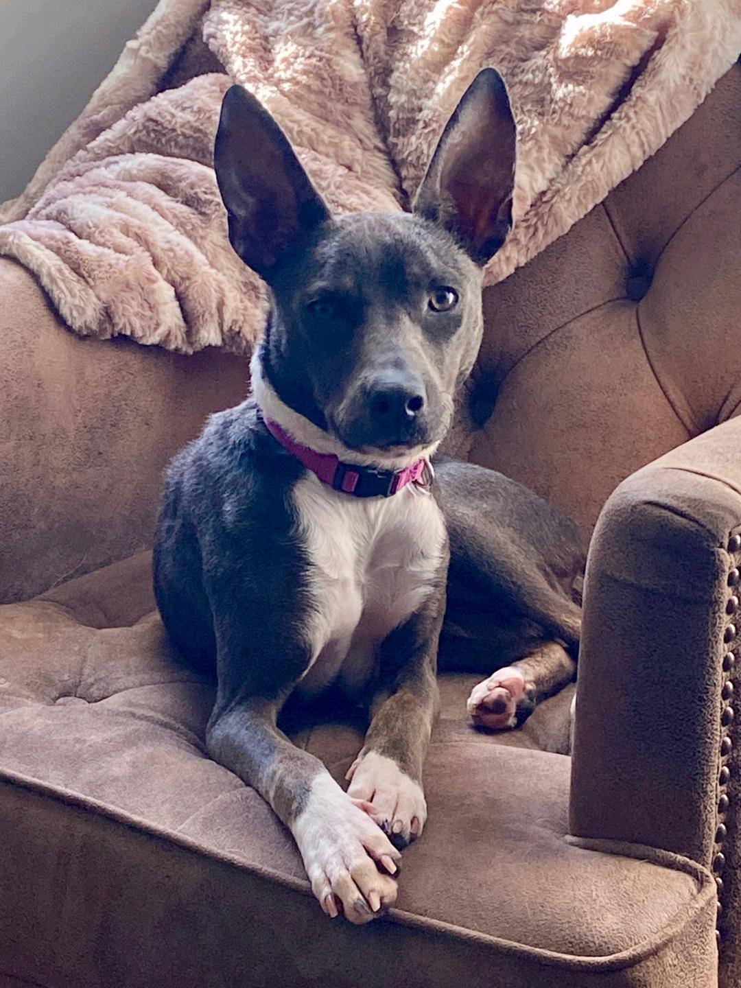 Miley, Adoptable, Young Female Whippet.