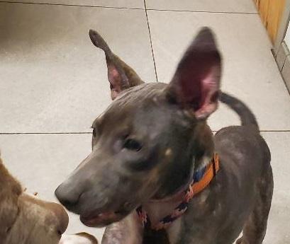 Miley, a Adoptable mixed breed in North Fort Myers, FL image 2/4