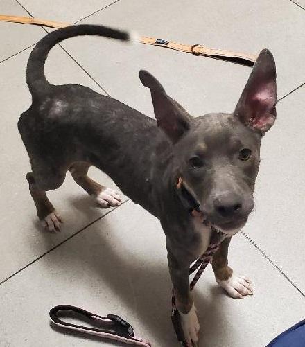 Miley, a Adoptable mixed breed in North Fort Myers, FL image 3/4