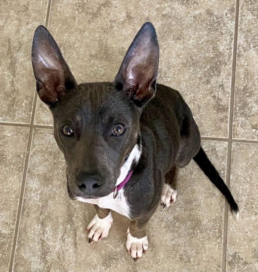 Miley, a Adoptable mixed breed in North Fort Myers, FL image 4/4