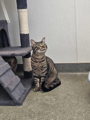 Frisco, Adoptable, Adult Male Domestic Short Hair & Domestic Short Hair.