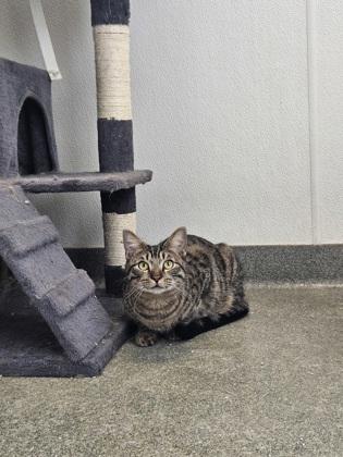 Enlarge Frisco, a Adoptable mixed breed in Grapevine, TX image 3/3