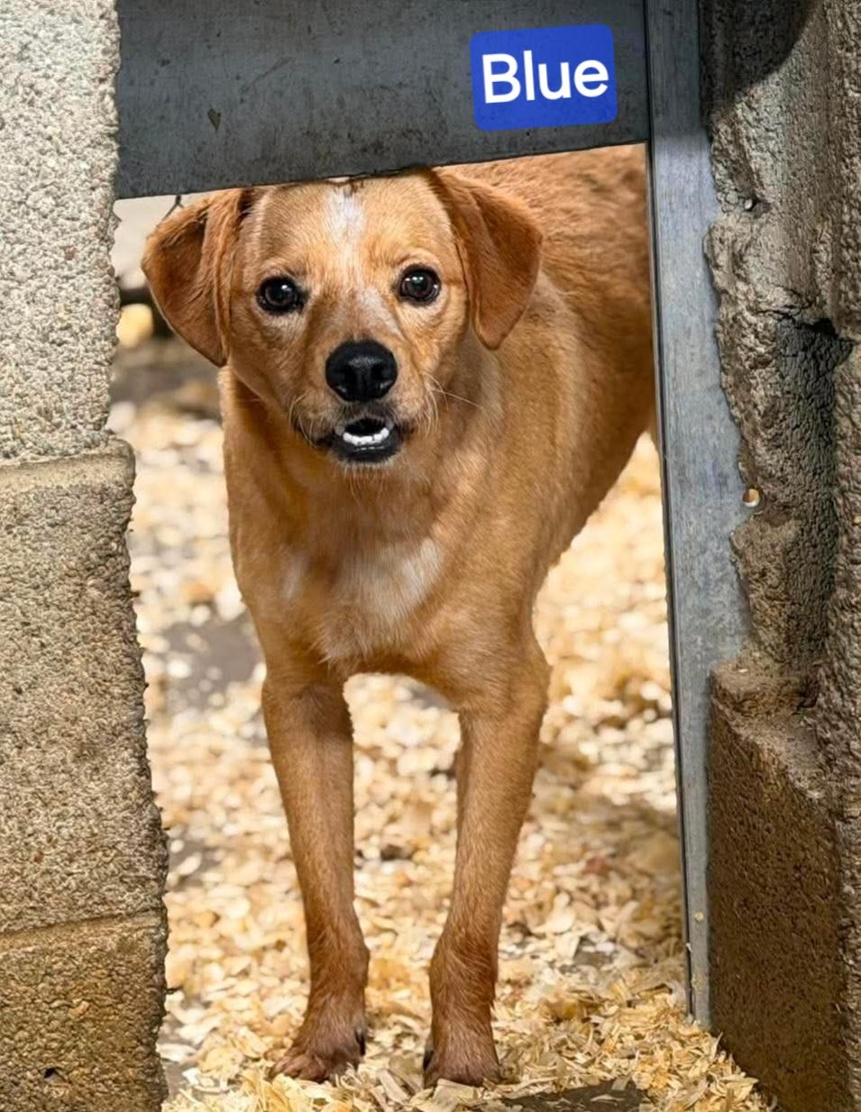 Blue, a ADOPTABLE mixed breed in Wheelersburg, OH image 3/4