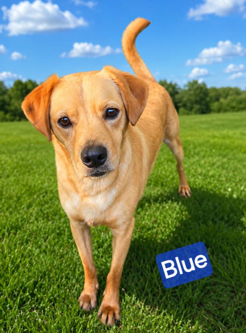 Blue, ADOPTABLE, Young Male Terrier.