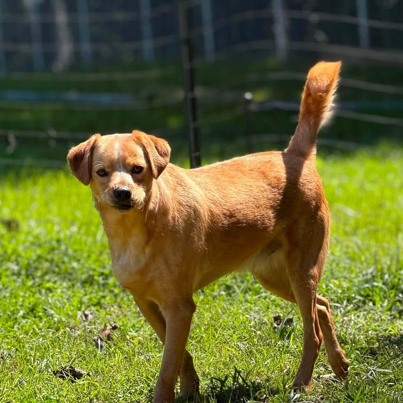 Blue, ADOPTABLE, Young Male Terrier.