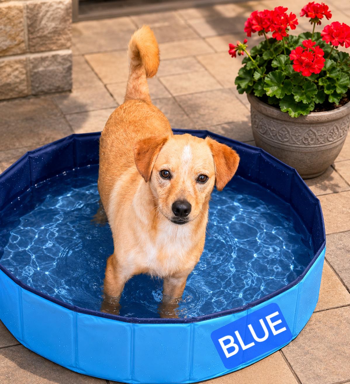 Blue, ADOPTABLE, Young Male Terrier.