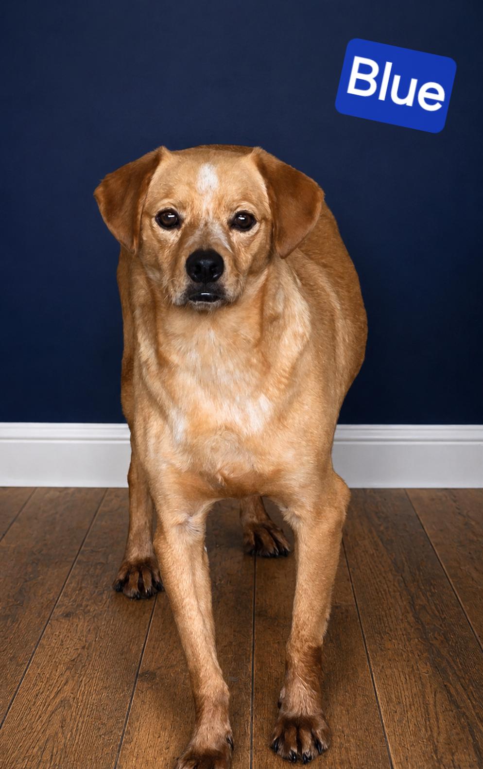Blue, a ADOPTABLE mixed breed in Wheelersburg, OH image 4/4