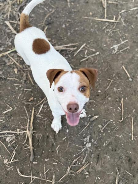 Pickles, an adoptable Chihuahua in Grand Island, NE, 68801 | Photo Image 3