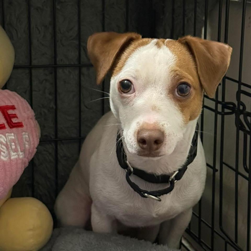 Pickles, an adoptable Chihuahua in Grand Island, NE, 68801 | Photo Image 4