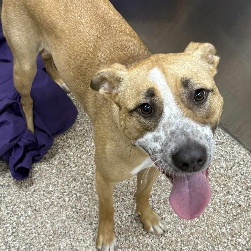 Enlarge Daisy, a Adoptable mixed breed in Martinsburg, WV image 1/1