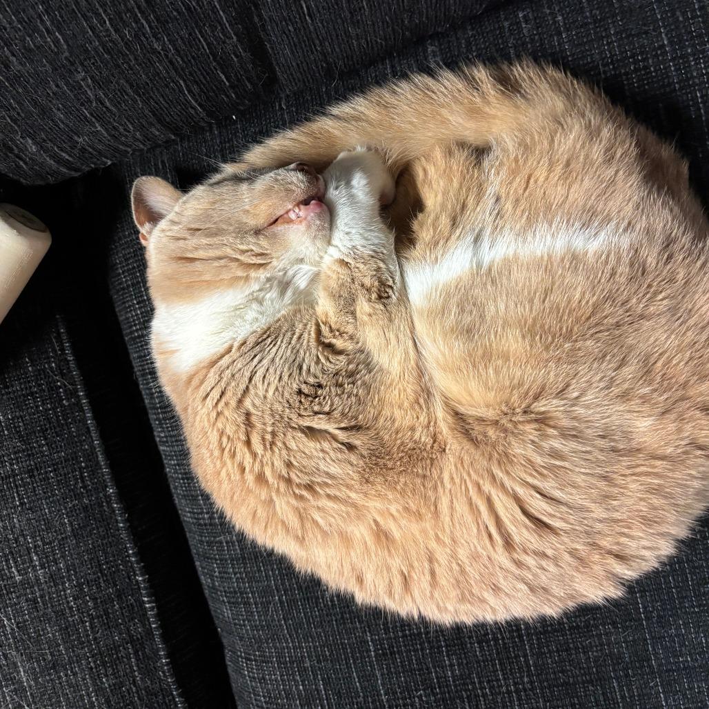 Penny — thumbnail 3