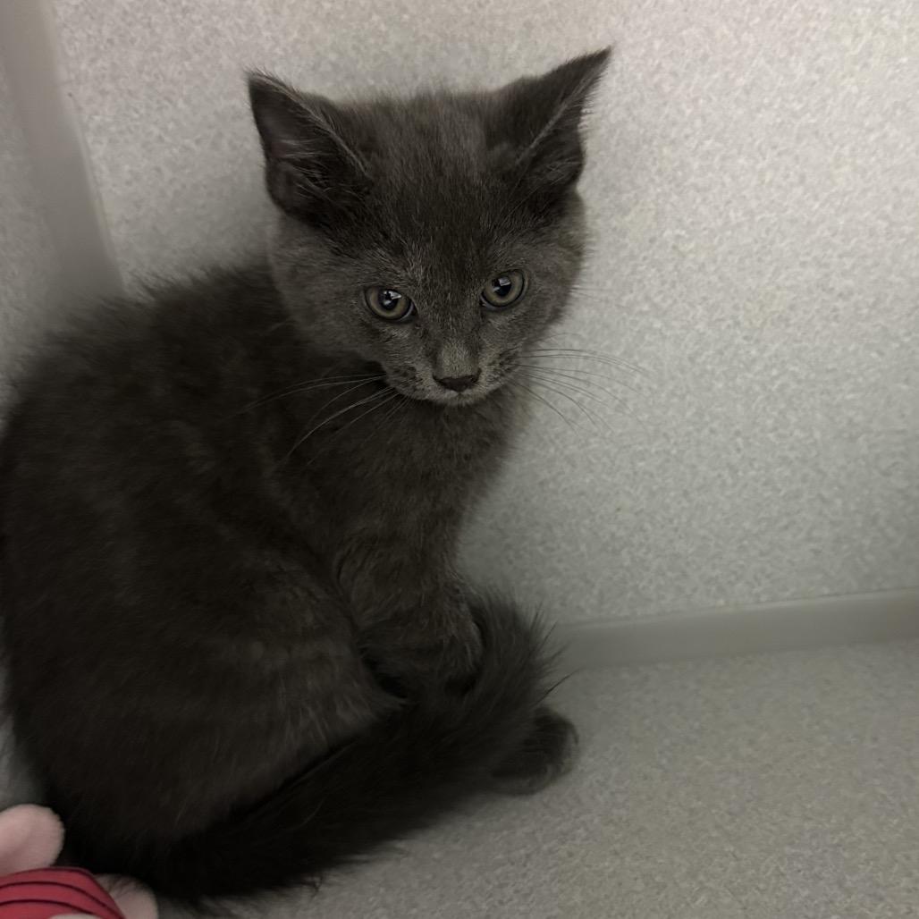 Xaden, Adoptable, Kitten Male Domestic Medium Hair.