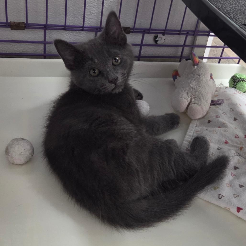Enlarge Xaden, a Adoptable Domestic Medium Hair in Priest River, ID image 2/2