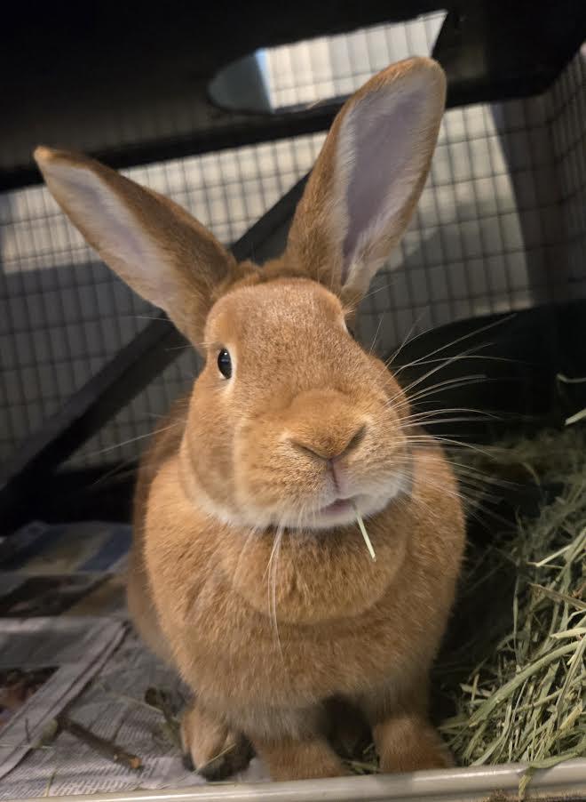 Enlarge Solstice, a ADOPTABLE mixed breed in Bellingham, WA image 1/4