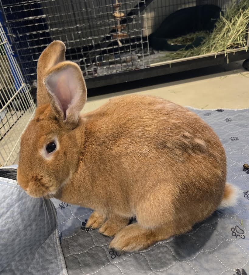 Enlarge Solstice, a ADOPTABLE mixed breed in Bellingham, WA image 2/4