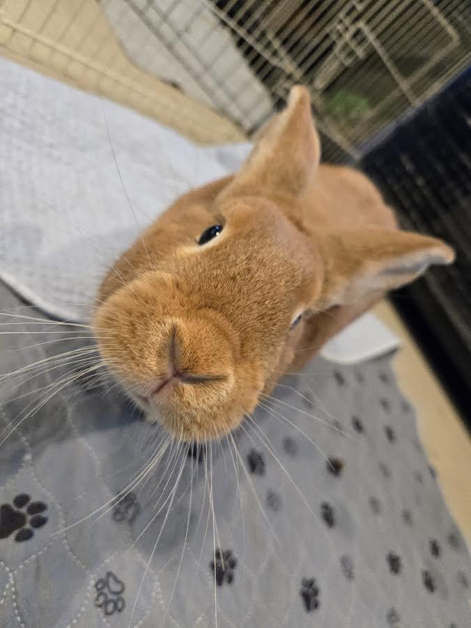 Enlarge Solstice, a ADOPTABLE mixed breed in Bellingham, WA image 3/4