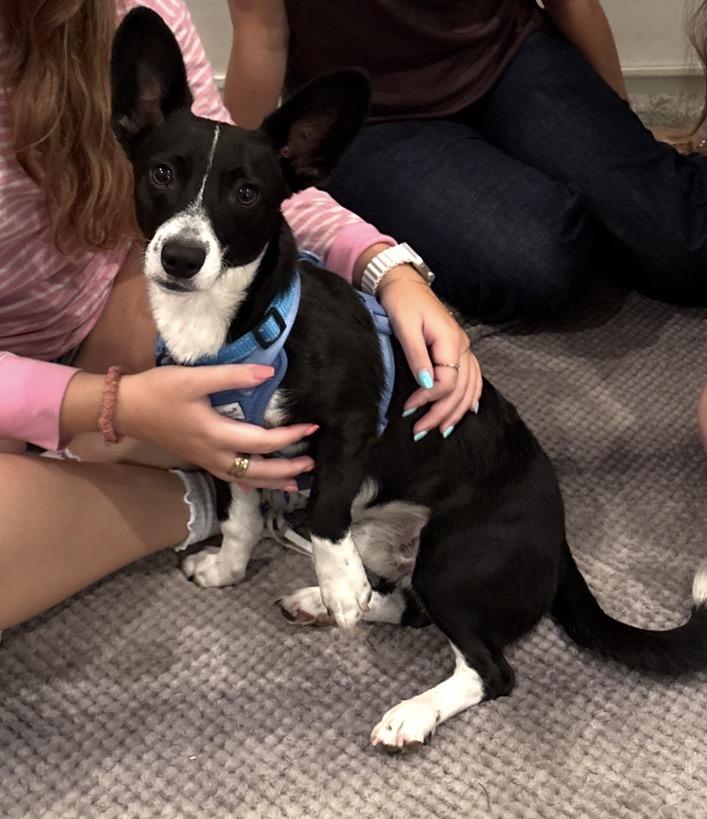 Goji, adopted, Young Male Corgi.