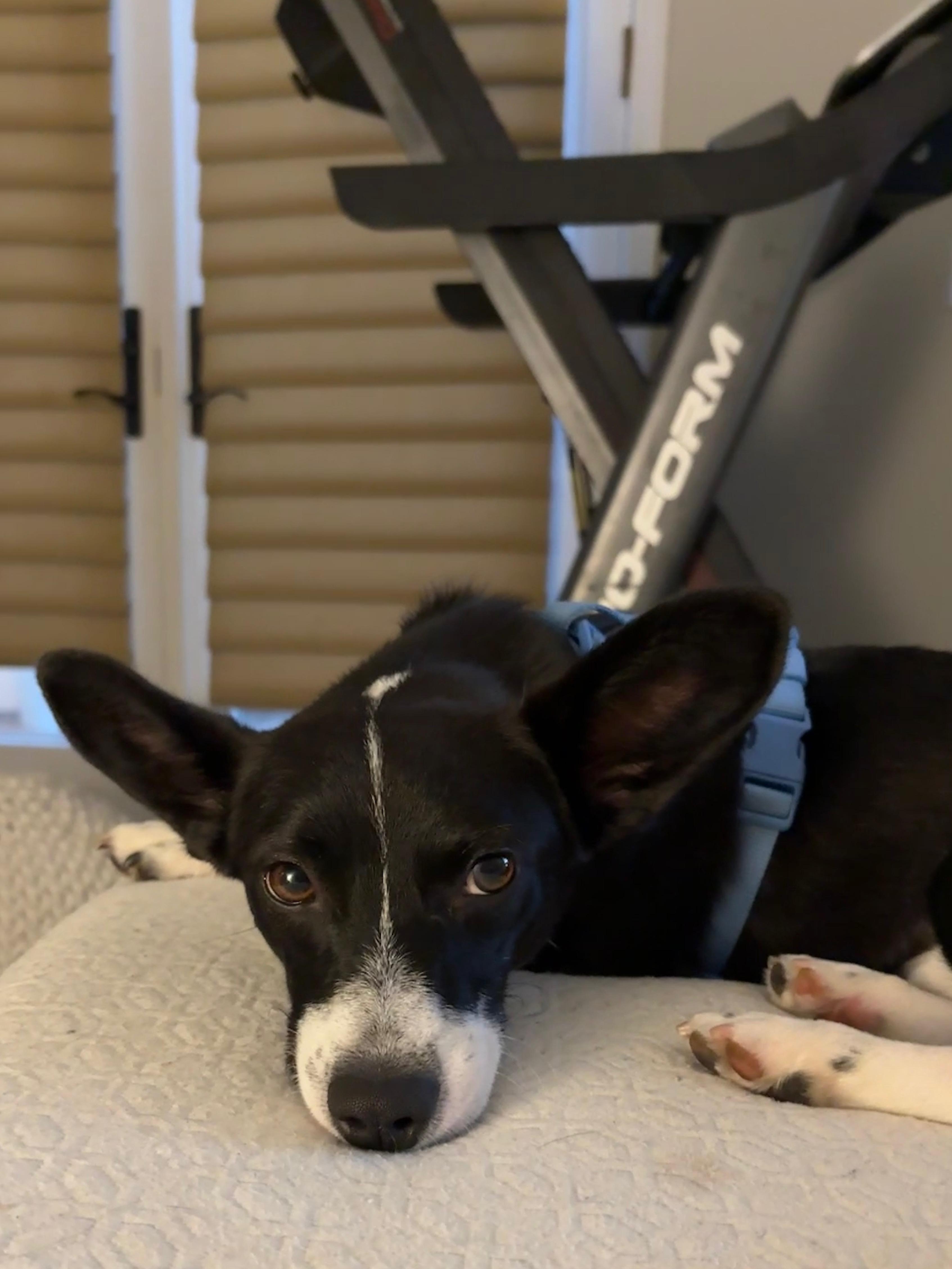 Enlarge Goji, an adopted Corgi in Carlsbad, CA image 3/4