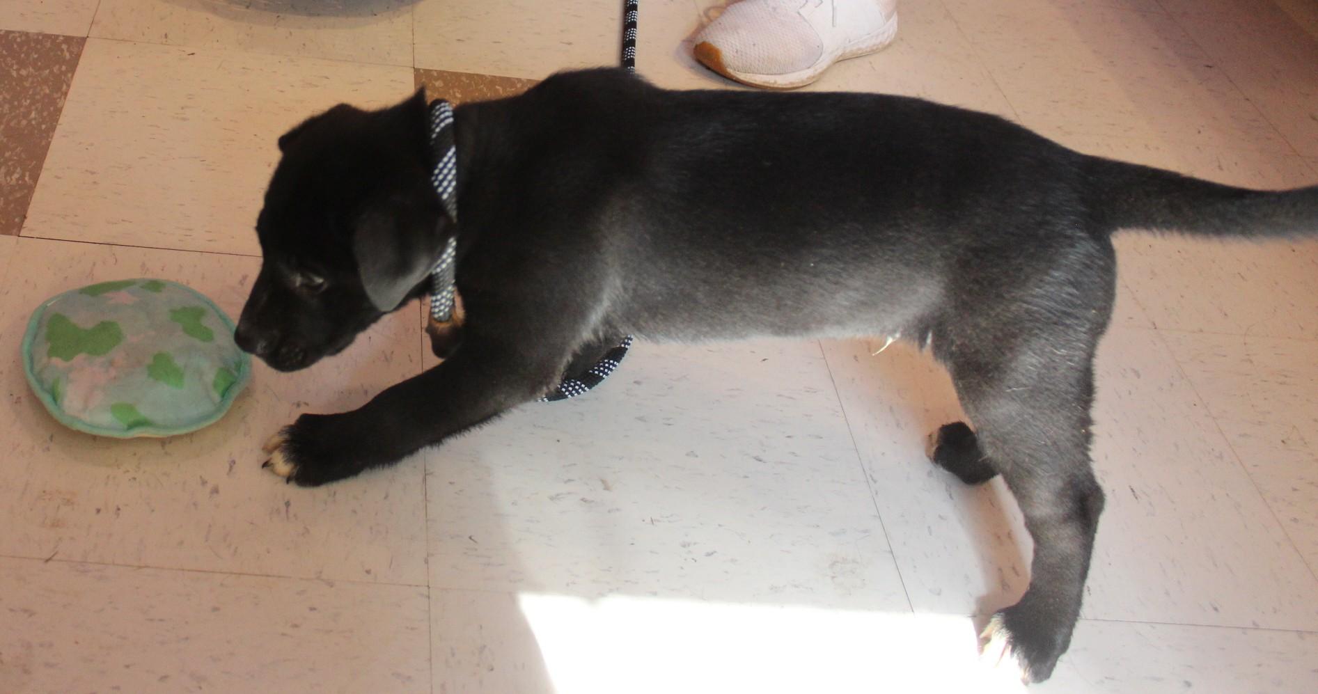 MAX, Baby Male Labrador Retriever
