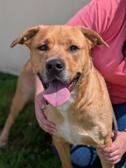 Evangeline, Adoptable, Adult Female Black Mouth Cur & Mixed Breed.