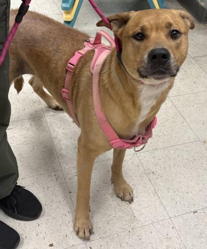 Enlarge Evangeline, a Adoptable mixed breed in Gulfport, MS image 2/2