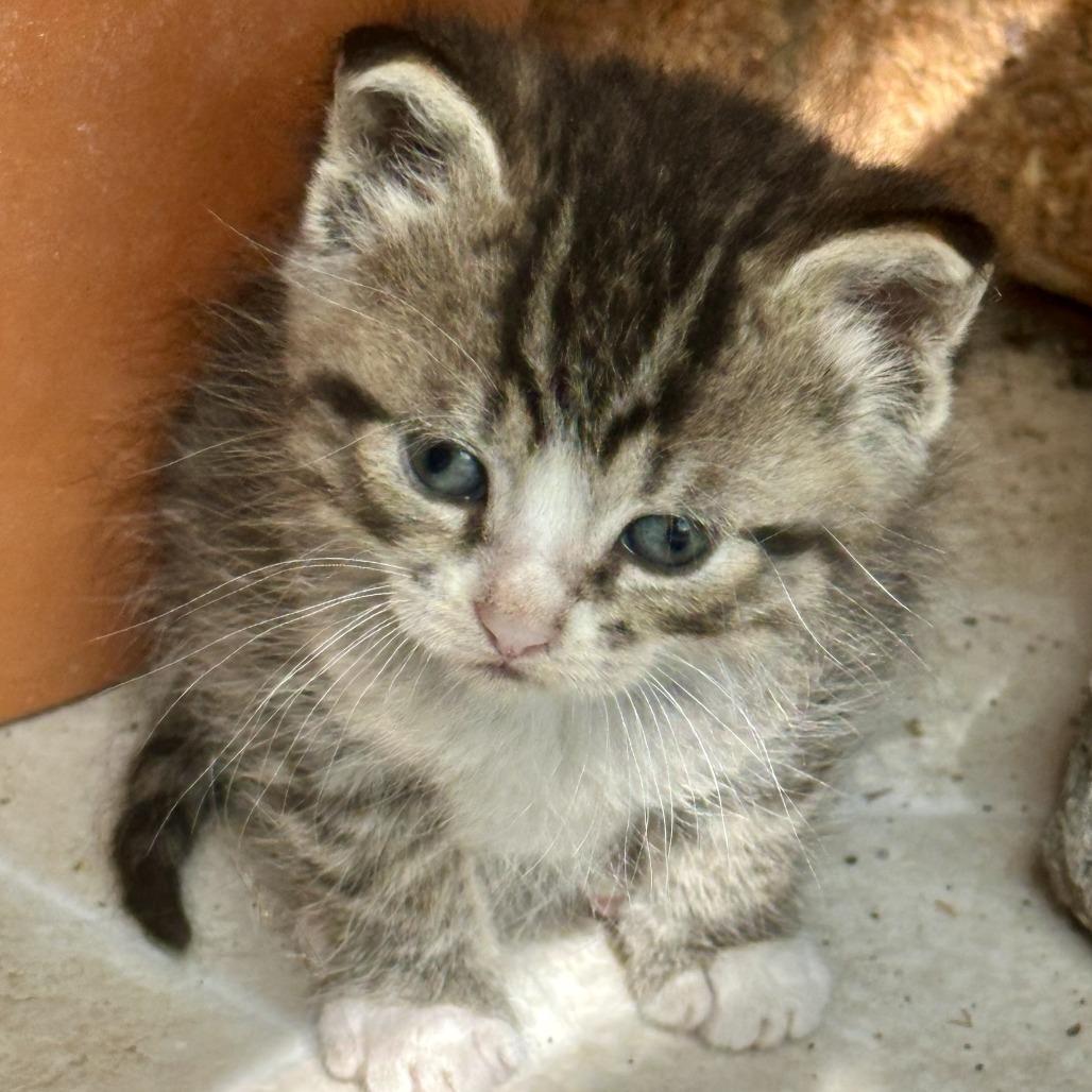 Posie, Adoptable, Kitten Female Domestic Short Hair.