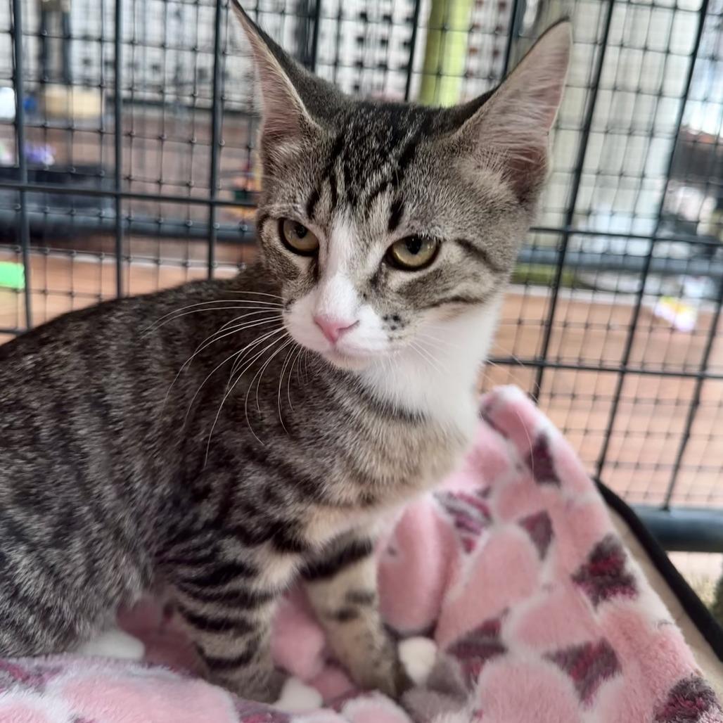 Enlarge Posie, a Adoptable Domestic Short Hair in Saratoga Springs, NY image 2/4