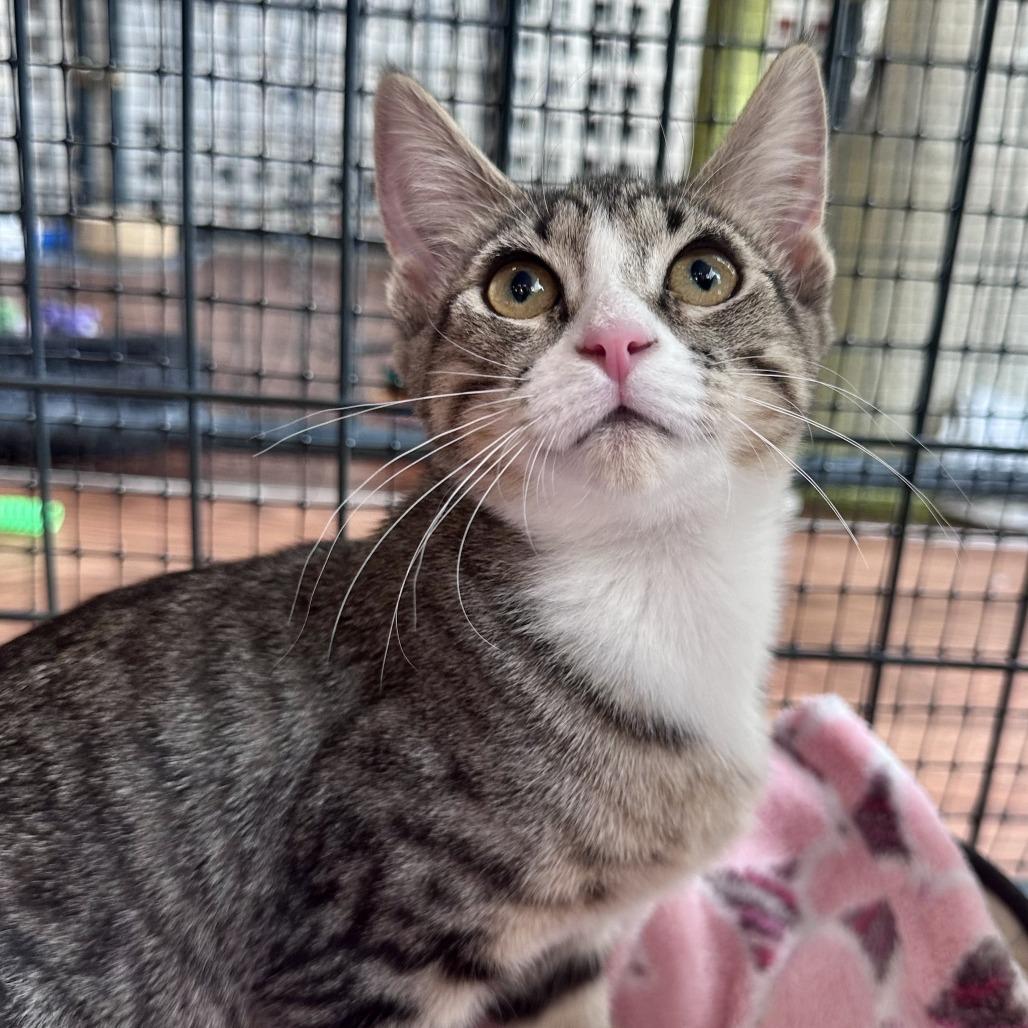 Enlarge Posie, a Adoptable Domestic Short Hair in Saratoga Springs, NY image 4/4