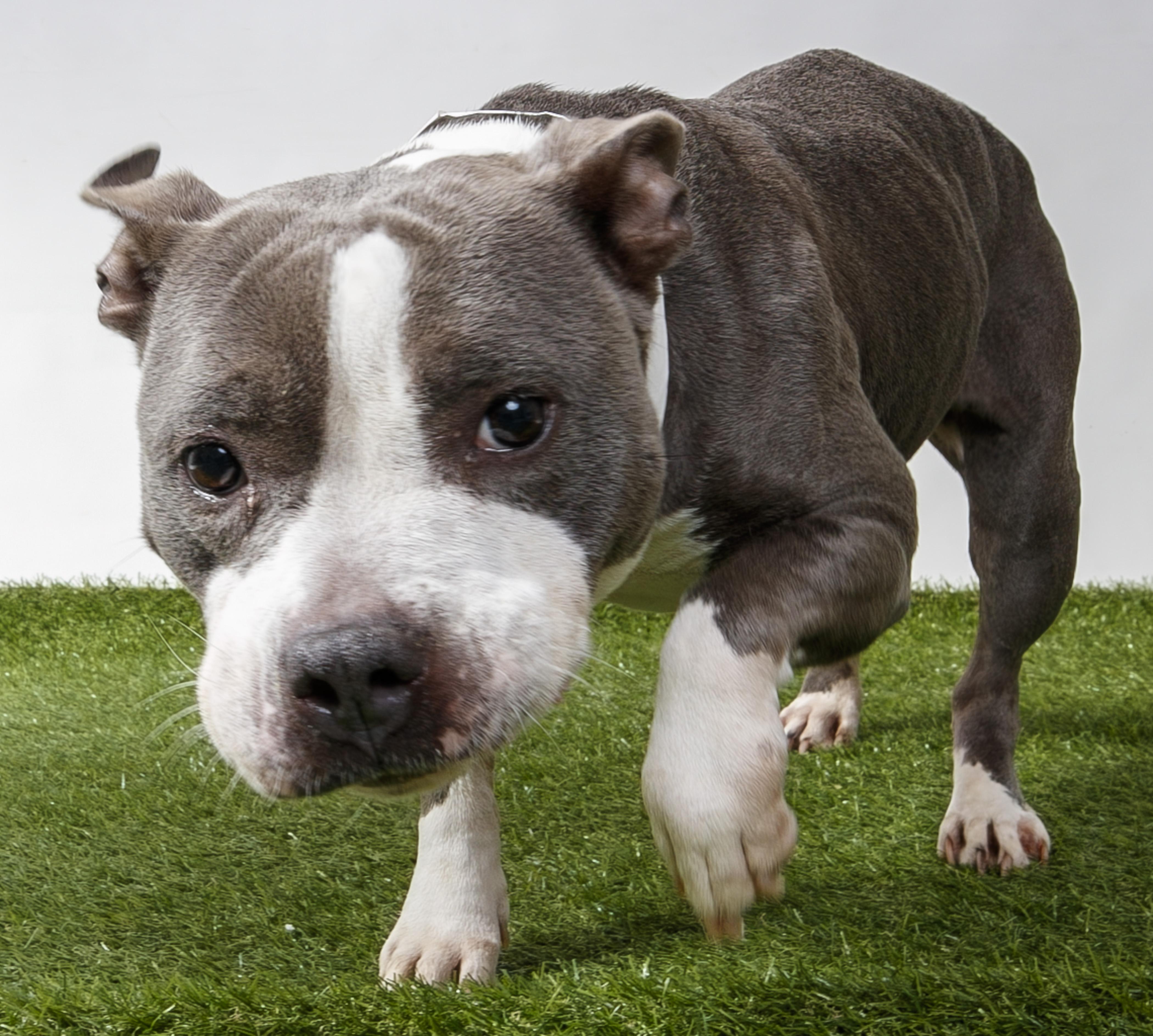 Antech, Adoptable, Young Female Pit Bull Terrier.