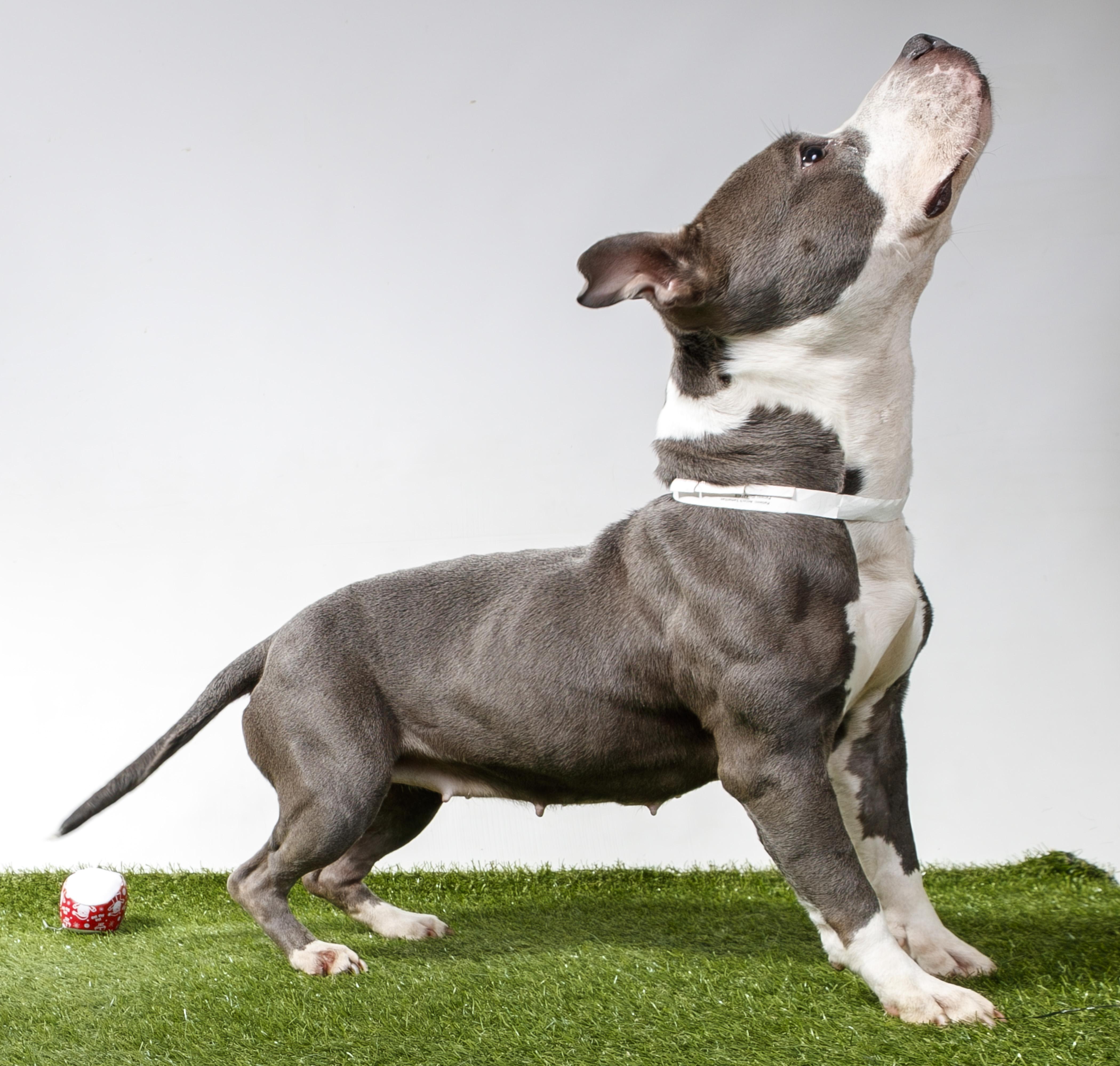 Enlarge Antech, a Adoptable Pit Bull Terrier in Harvey , LA image 2/2
