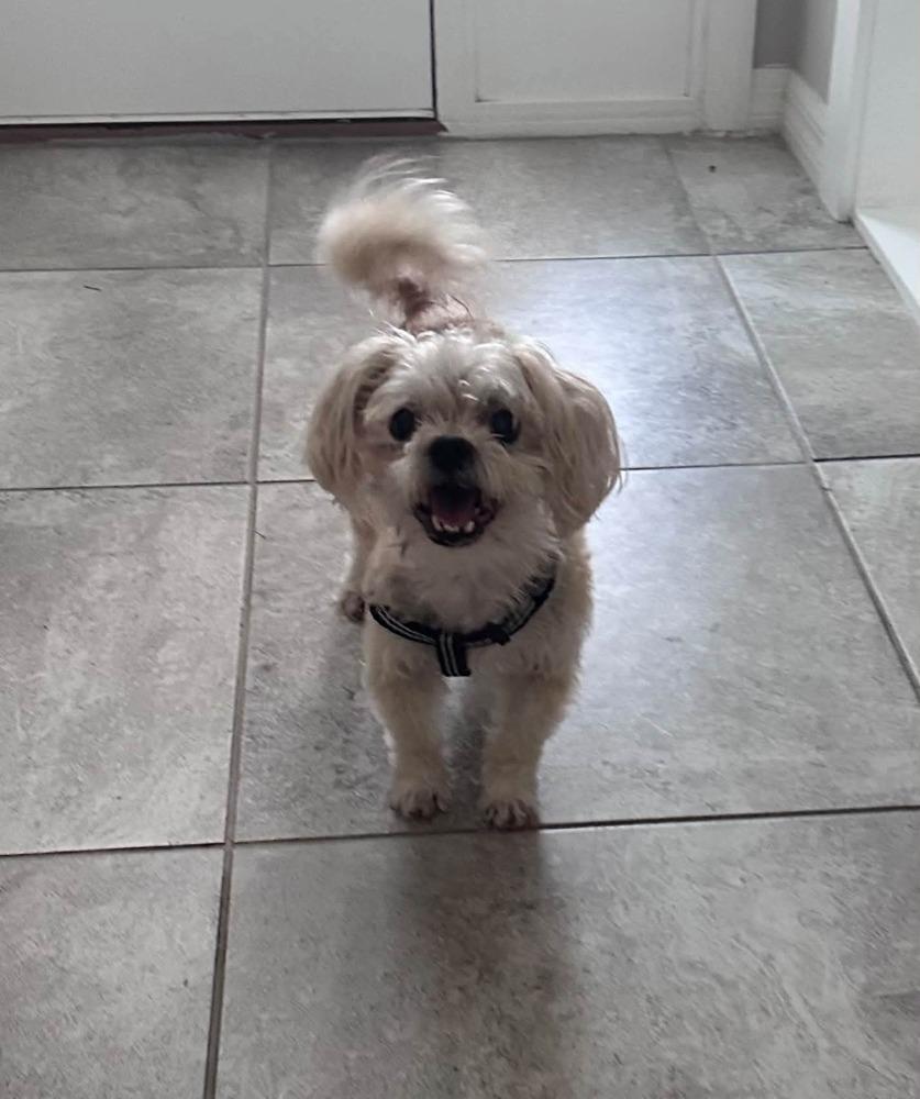 Enlarge Paxton, a Adoptable Shih Tzu in Winter Garden, FL image 2/2
