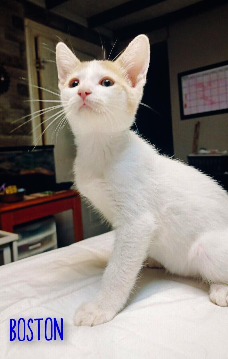 Boston, Adoptable, Young Male Domestic Short Hair.