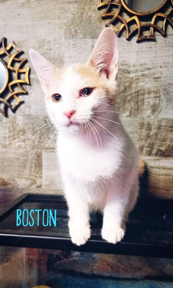 Enlarge Boston, a Adoptable Domestic Short Hair in Adrian, MI image 3/3