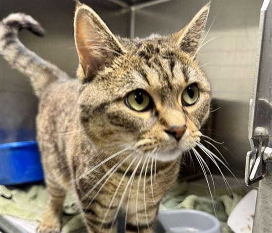 Enlarge LEISL, a Adoptable mixed breed in Anchorage, AK image 1/1