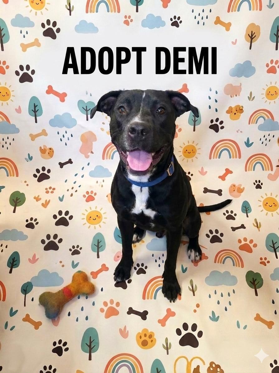 Demi, ADOPTABLE, Young Female Pit Bull Terrier.