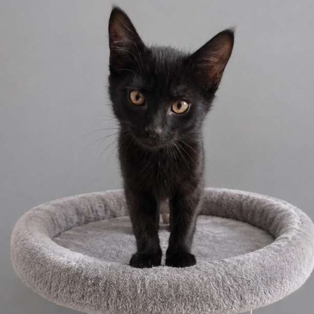 Enlarge Coal, a Adoptable Domestic Short Hair in Andover, MN image 1/1